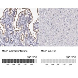 MISP1 Antibody, Novus Biologicals:Antibodies:Primary Antibodies